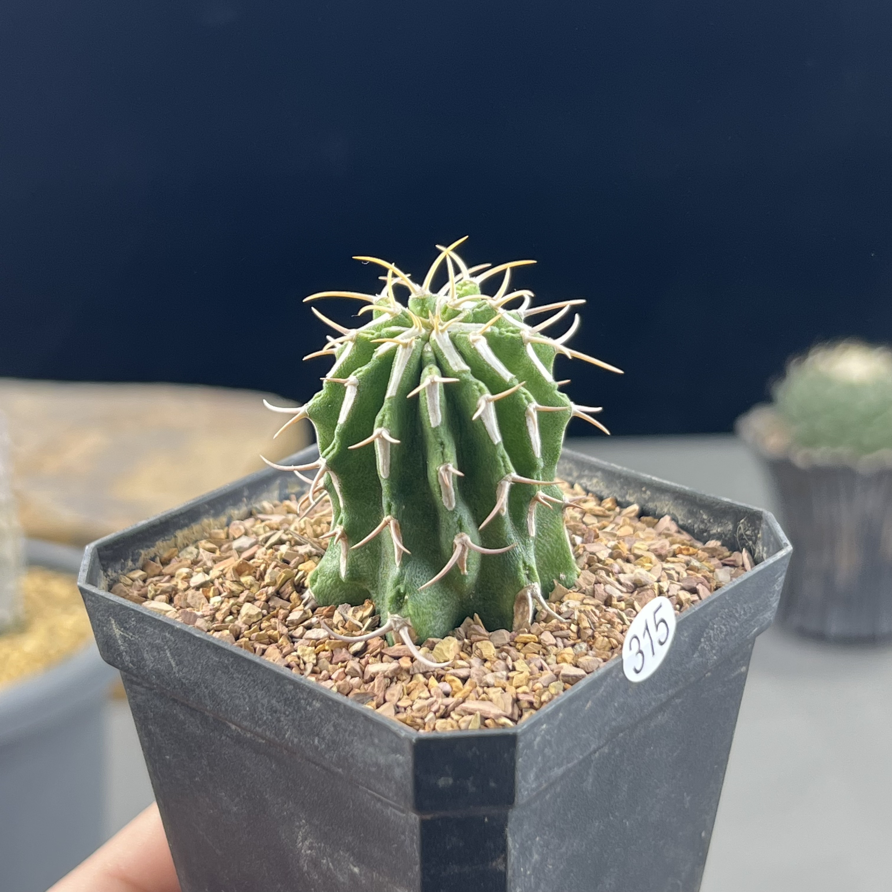 牛角麒麟大戟一物一拍315