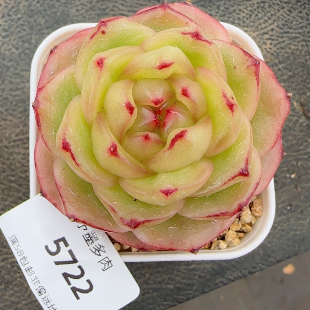 玉芷珍妮，5722多肉