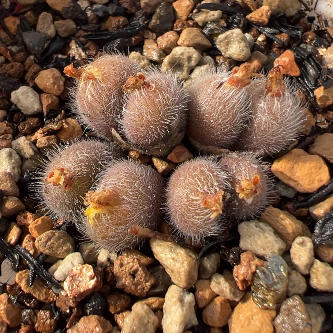 051多肉植物种类多样