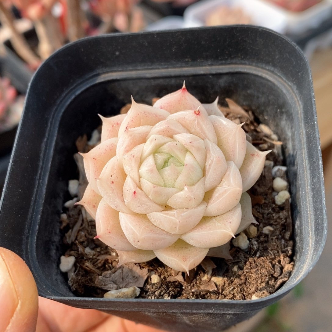 精品多肉一物一拍不包整401