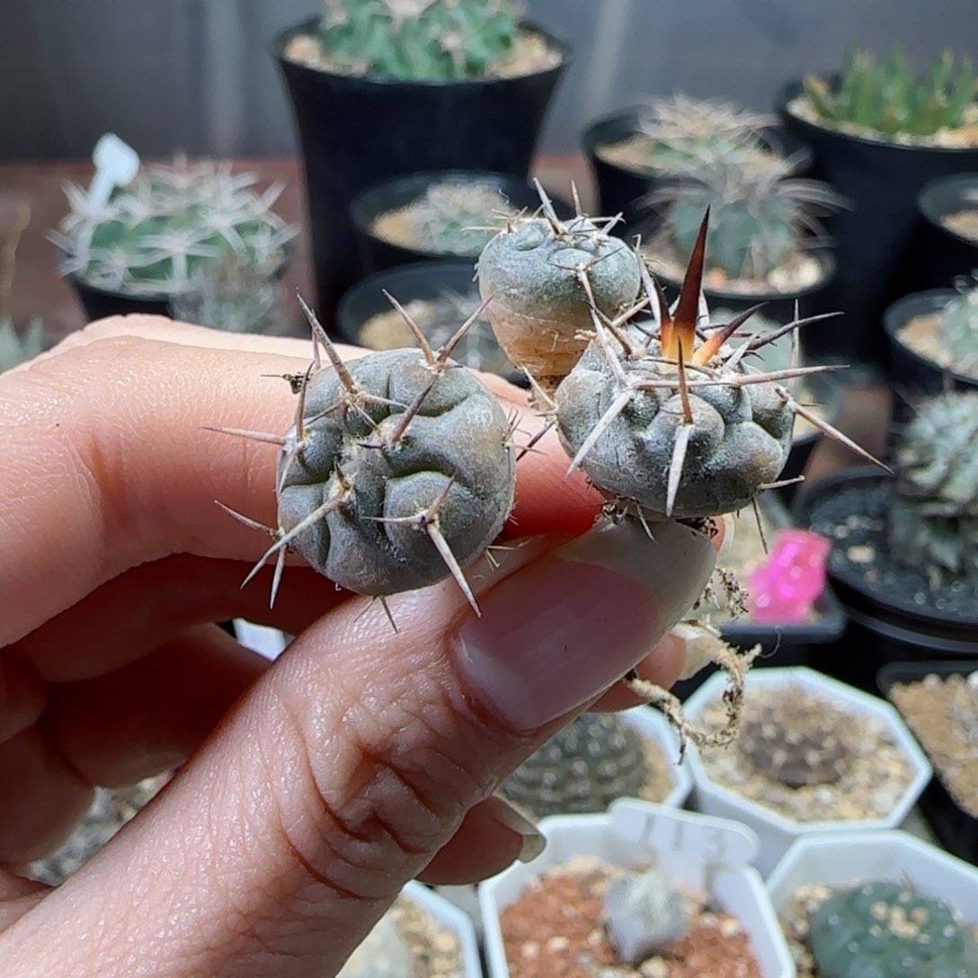 实生守金摩天龙多肉