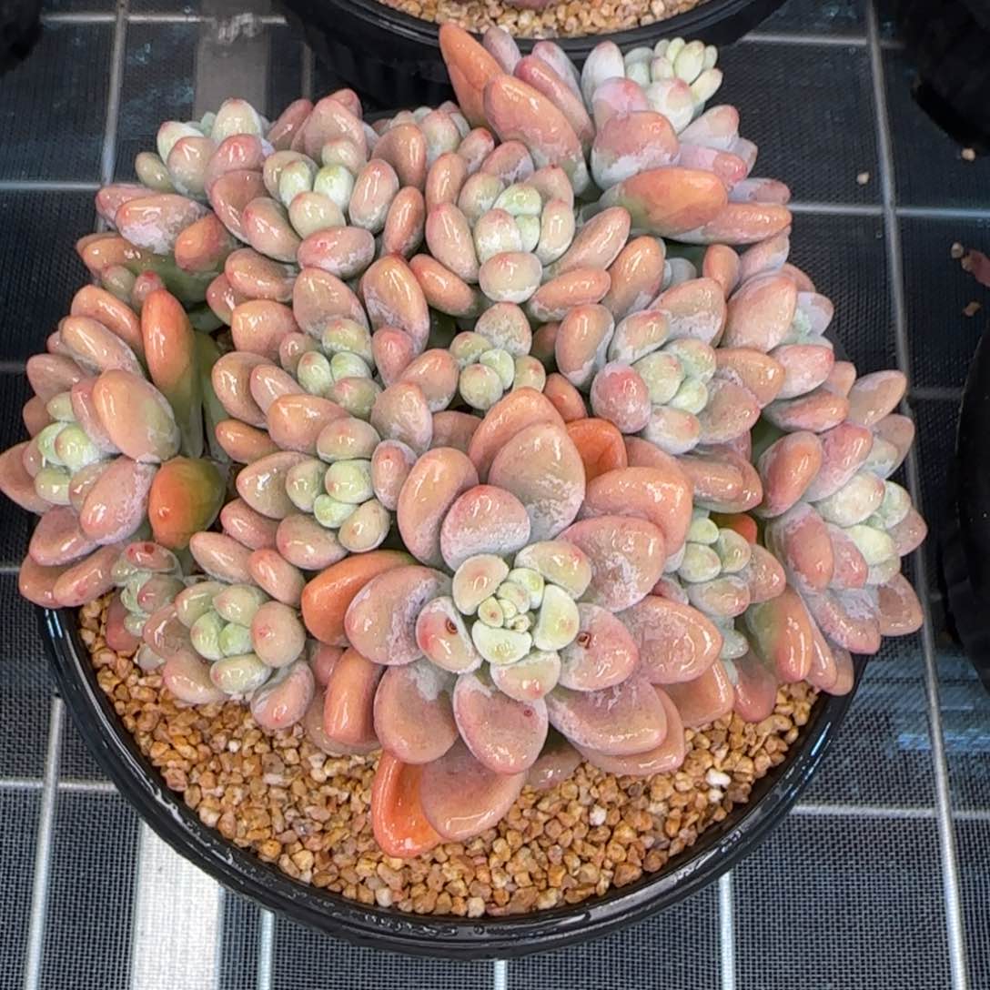 从前慢花园精选多肉香水洛神