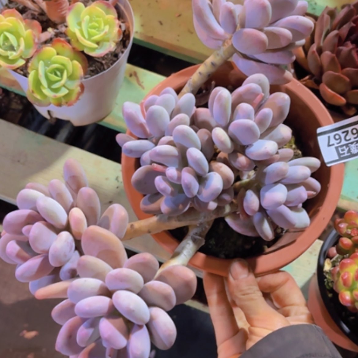 【闪购商品】淡黄奶06267