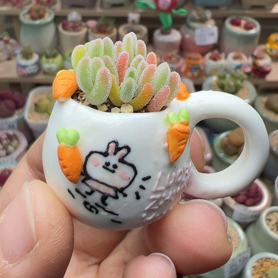 多肉植物197号拇指盆