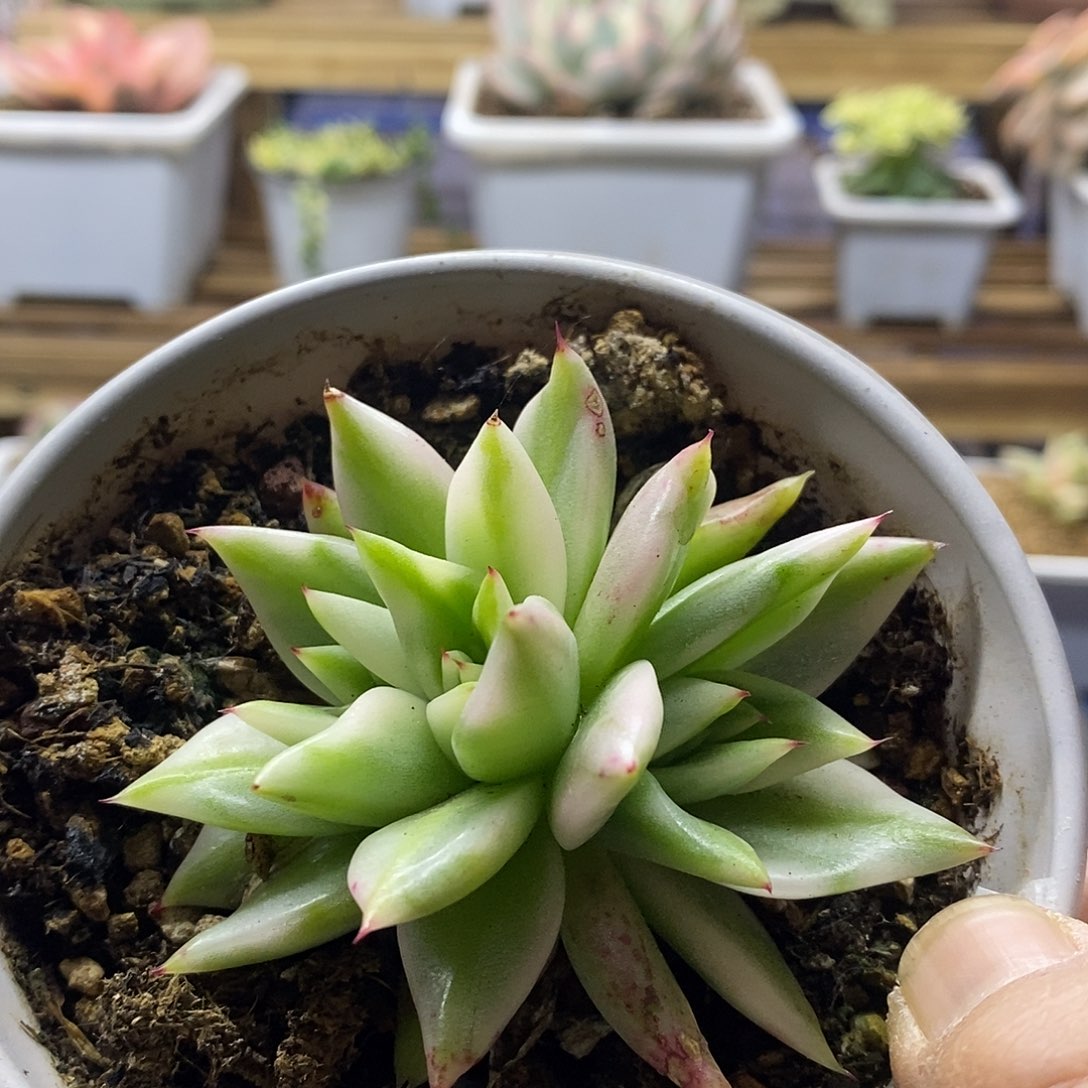 20112 艾克魂宽锦