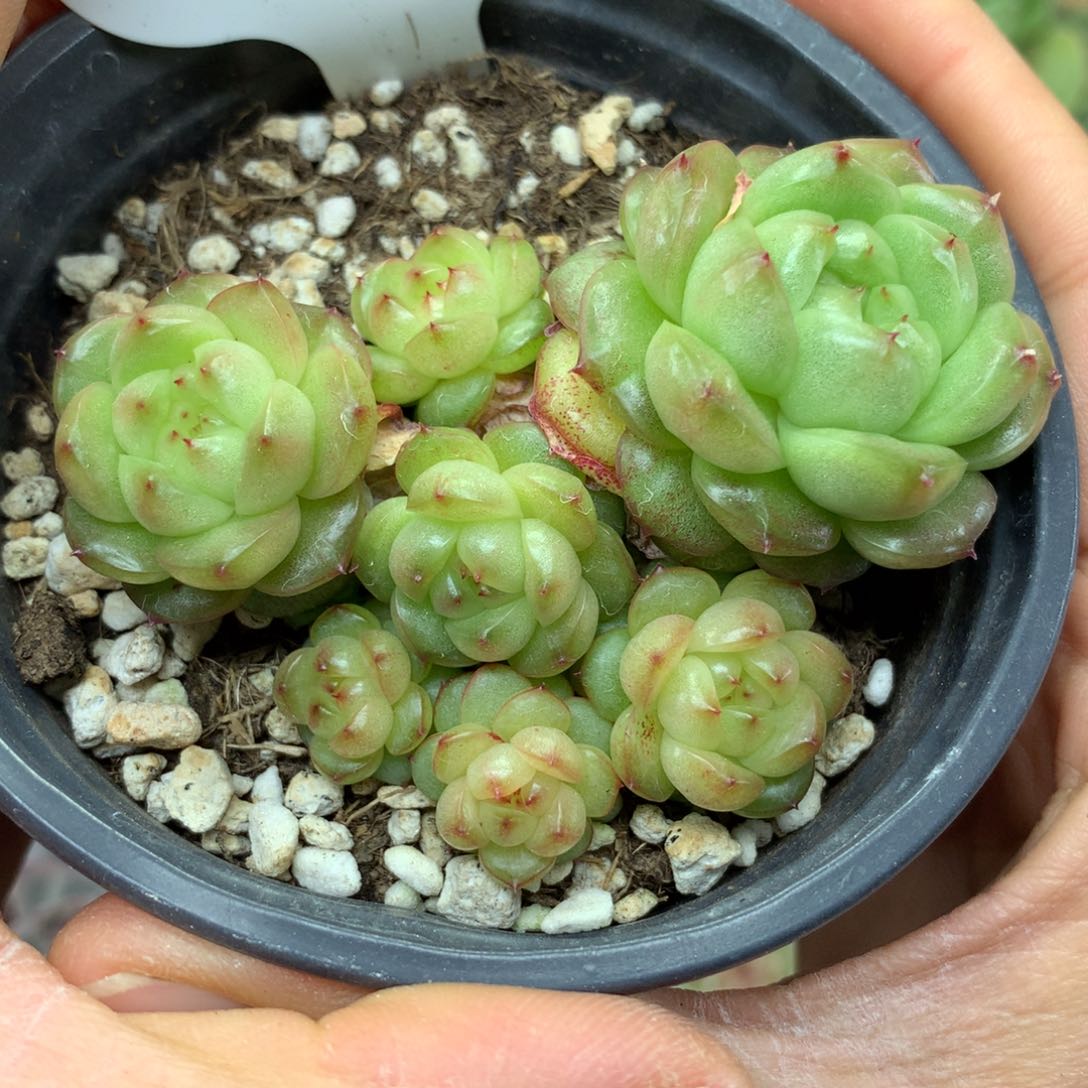 灯泡珍妮无砍自然群75