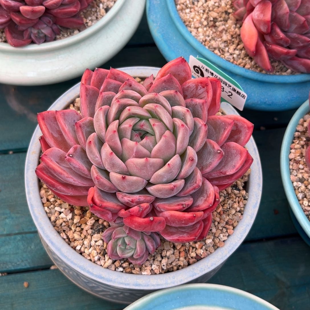 多肉一物一拍0308-2