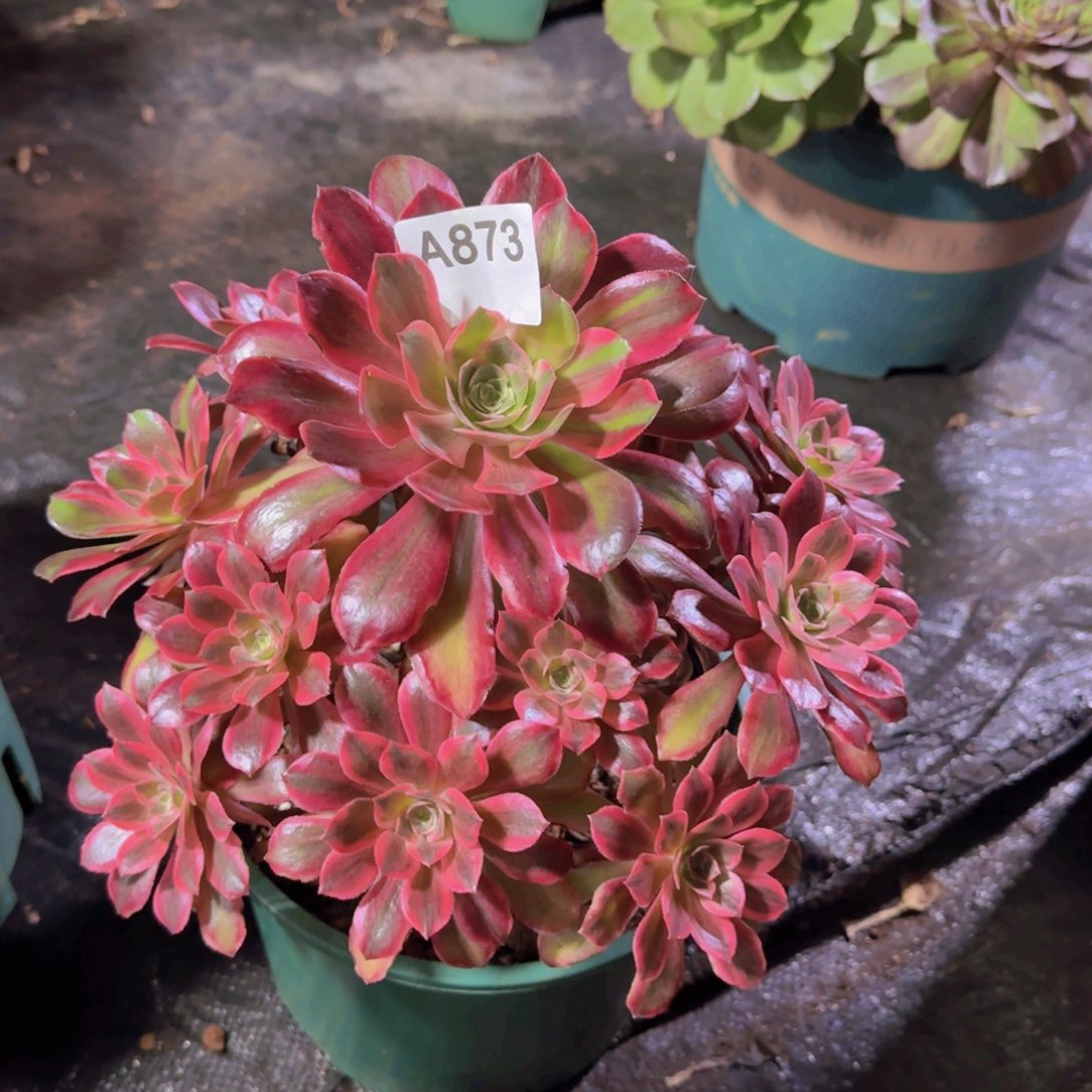 精品多肉植物873