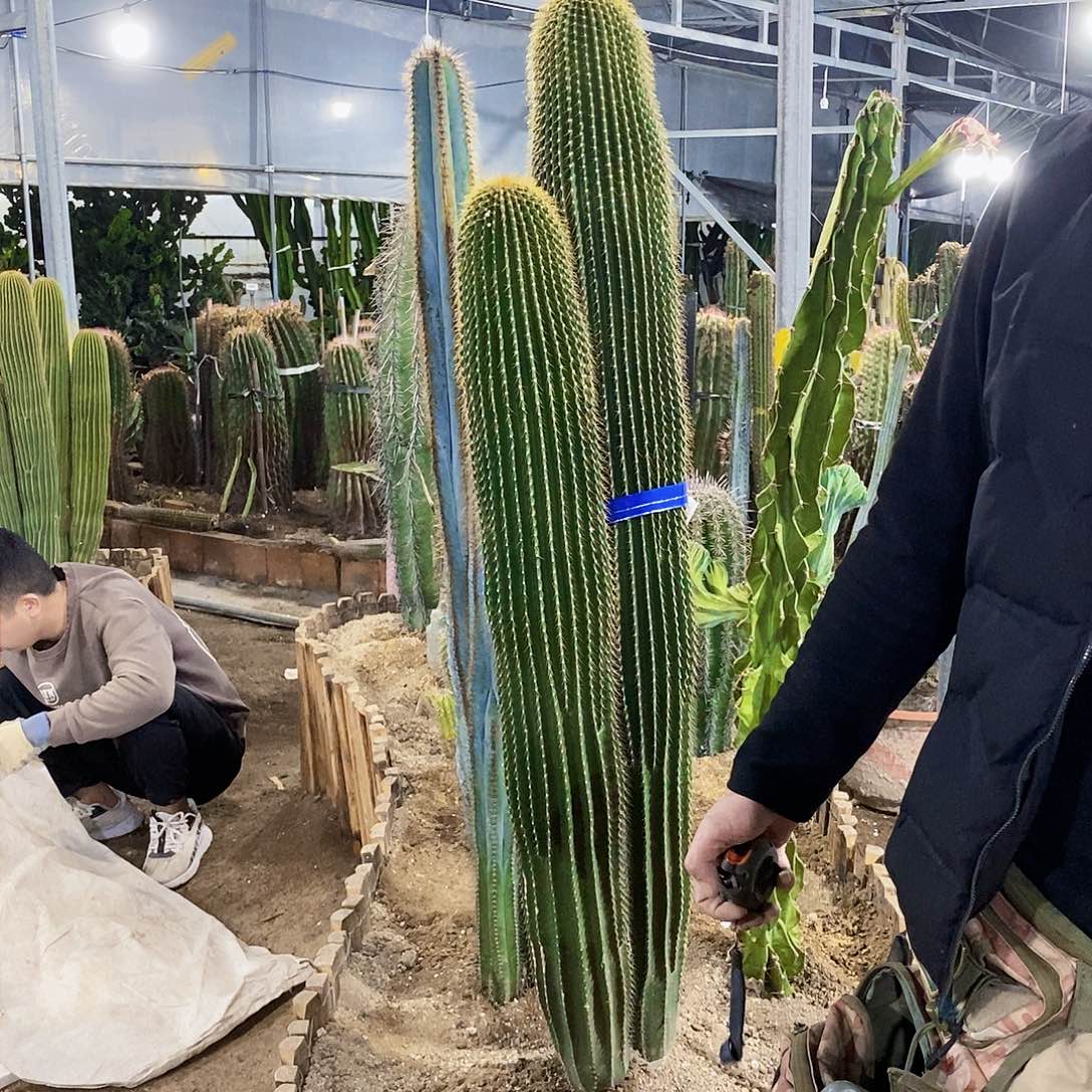 大凤龙高度1米左右单颗