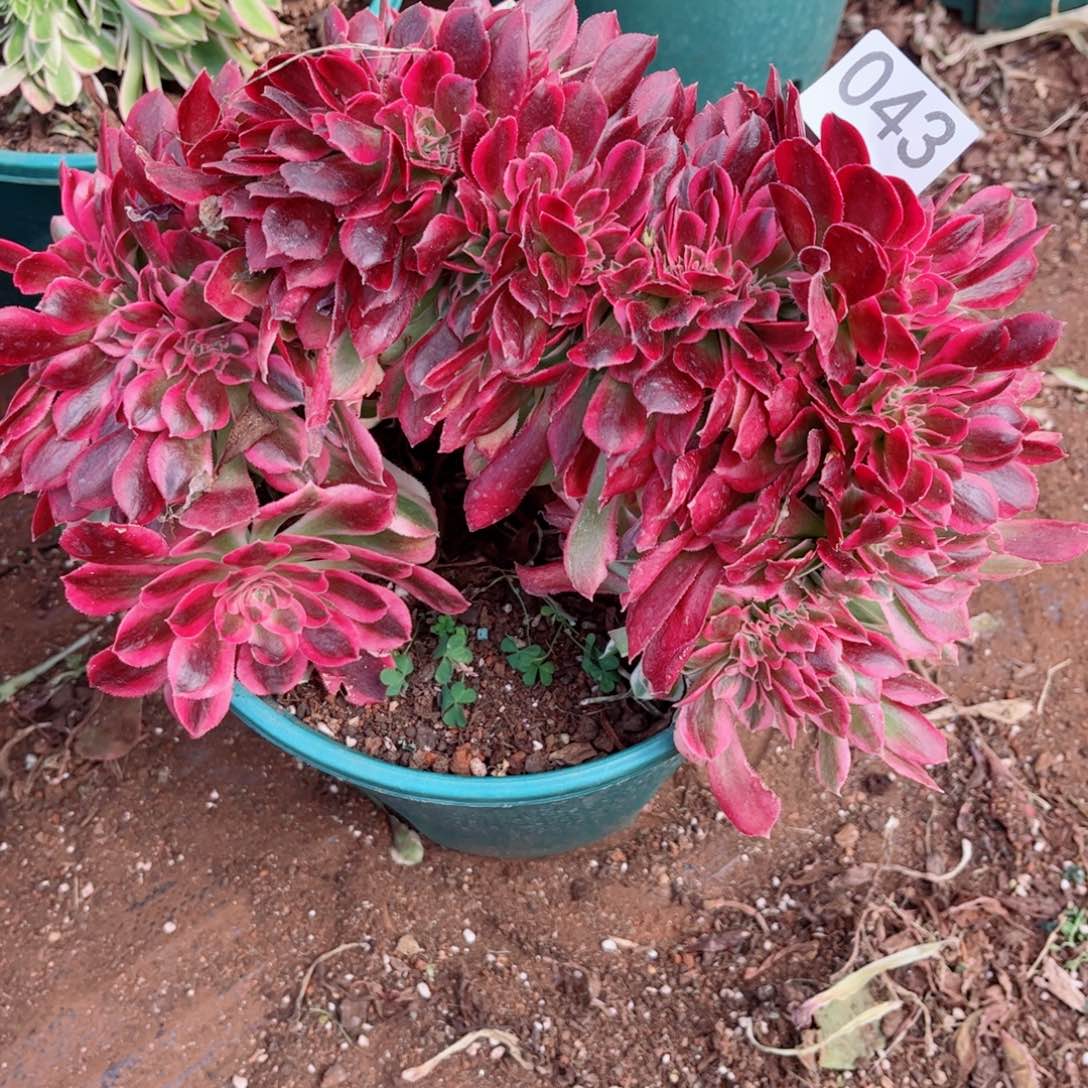 多肉植物043红袖