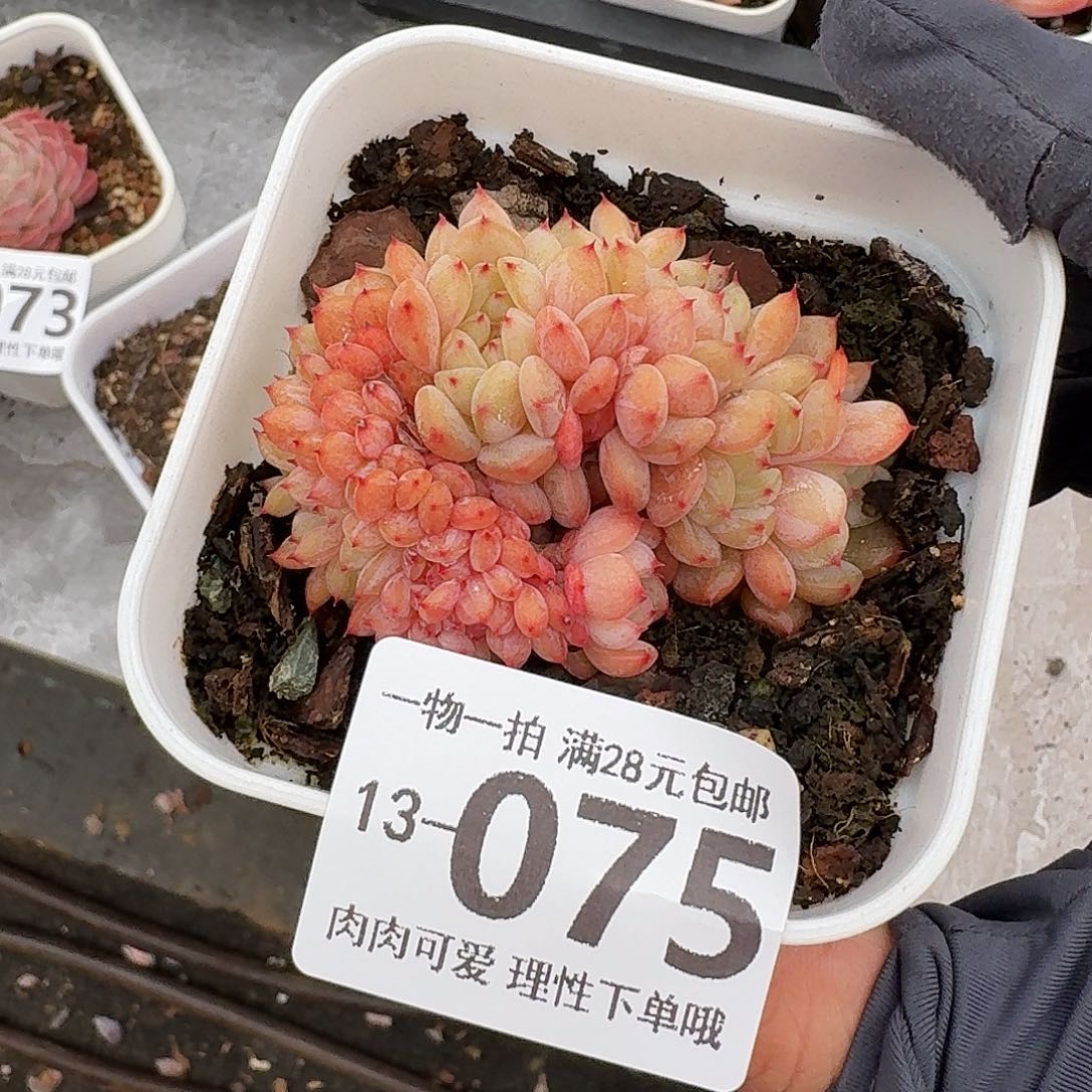 白胖子缀无盆无发货无