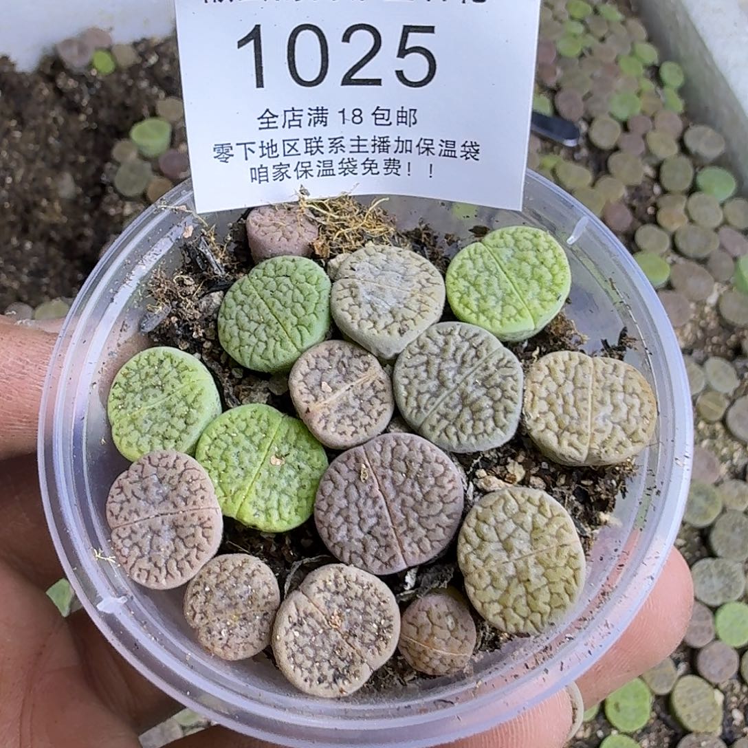 1025 哈哈哈哈哈哈哈哈哈