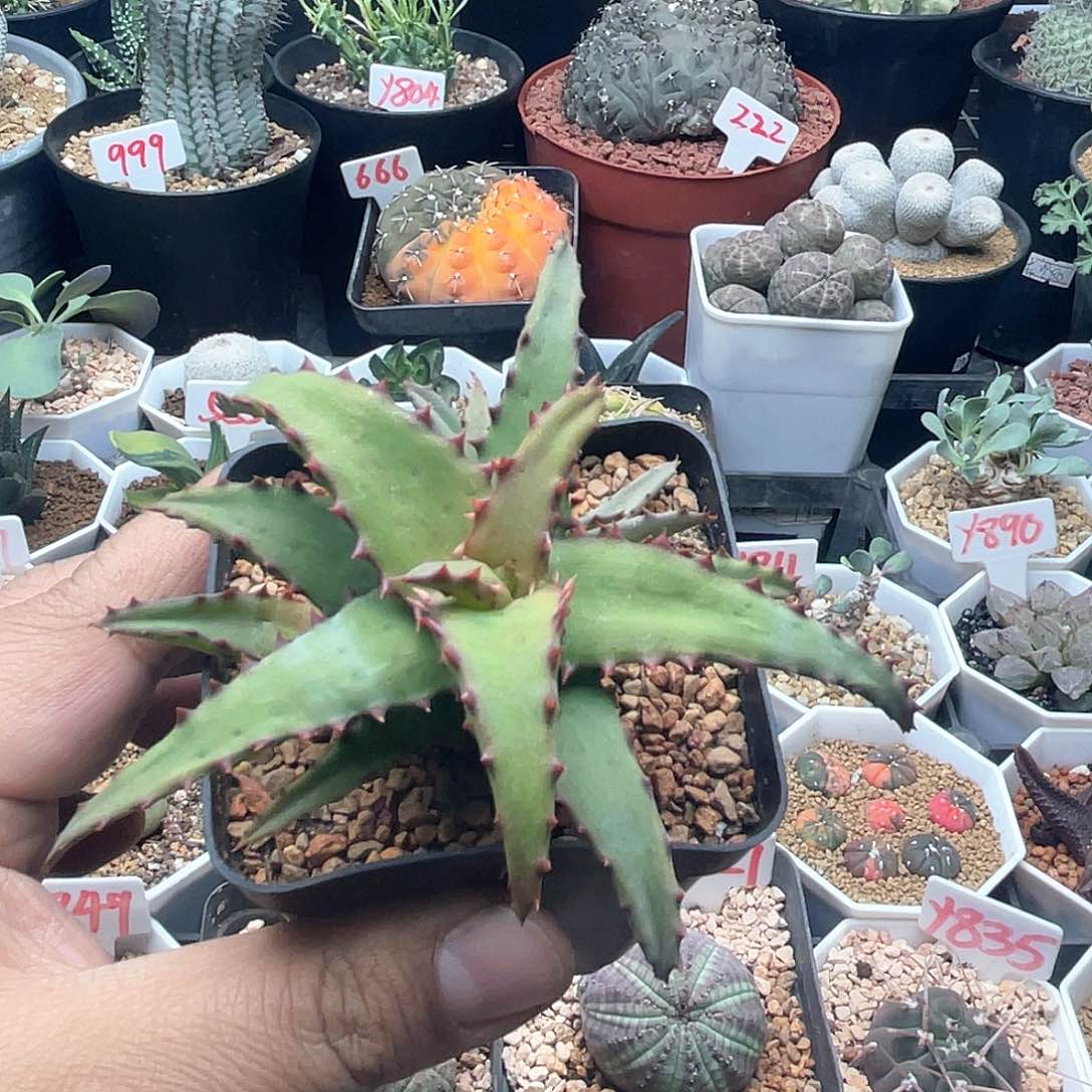 实生红刺芦荟 卡萨帝