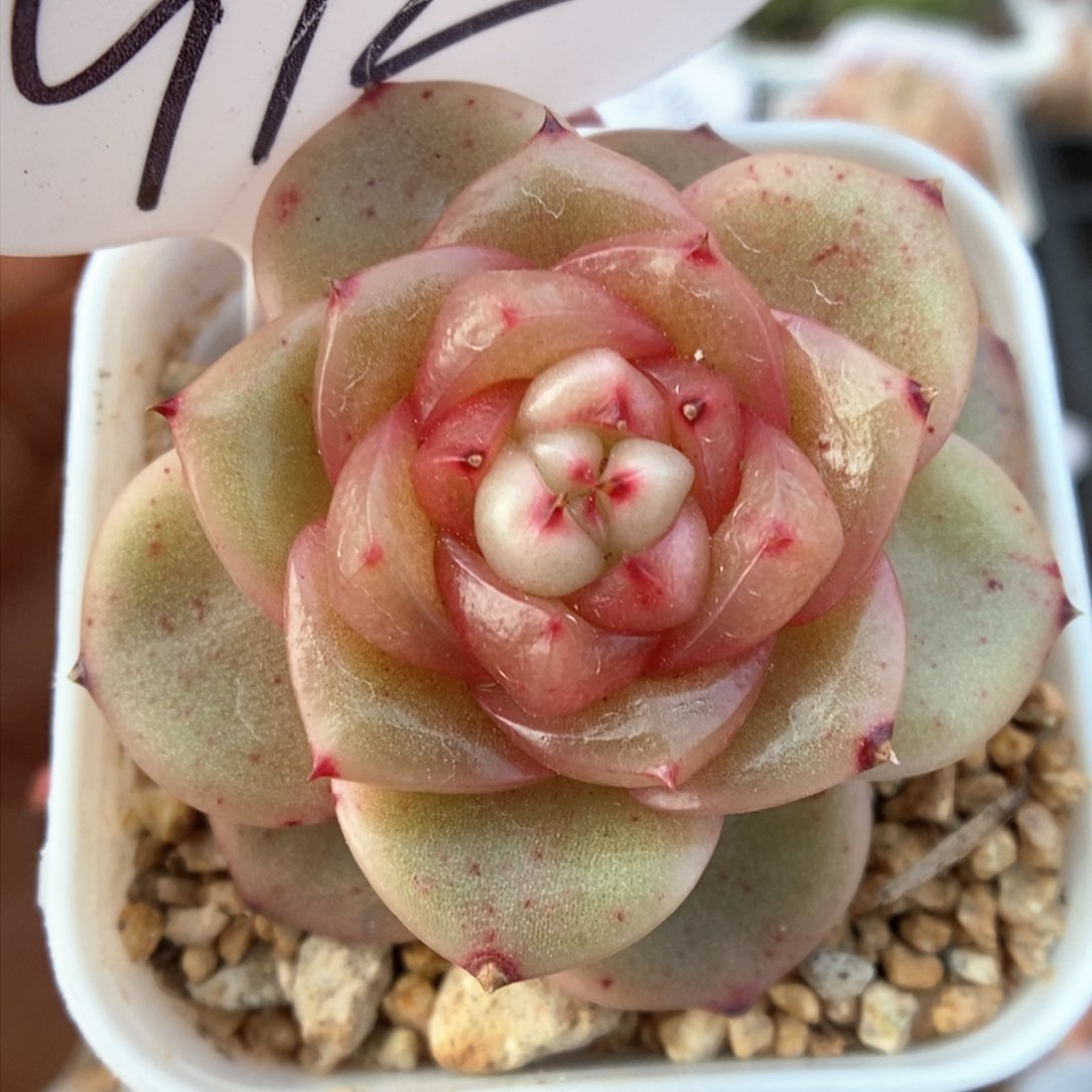 玉芷珍妮可拍912号。 