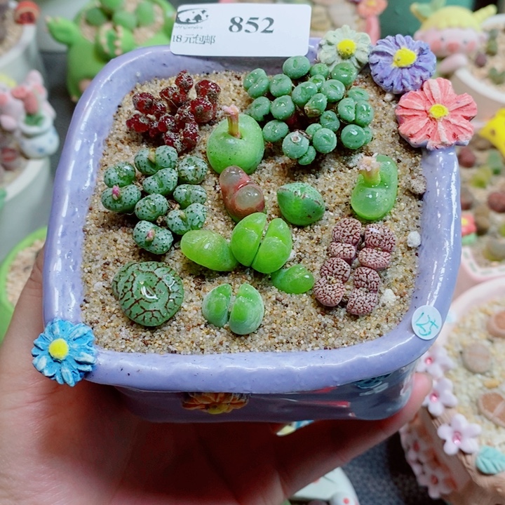 生石花花花花花花花852