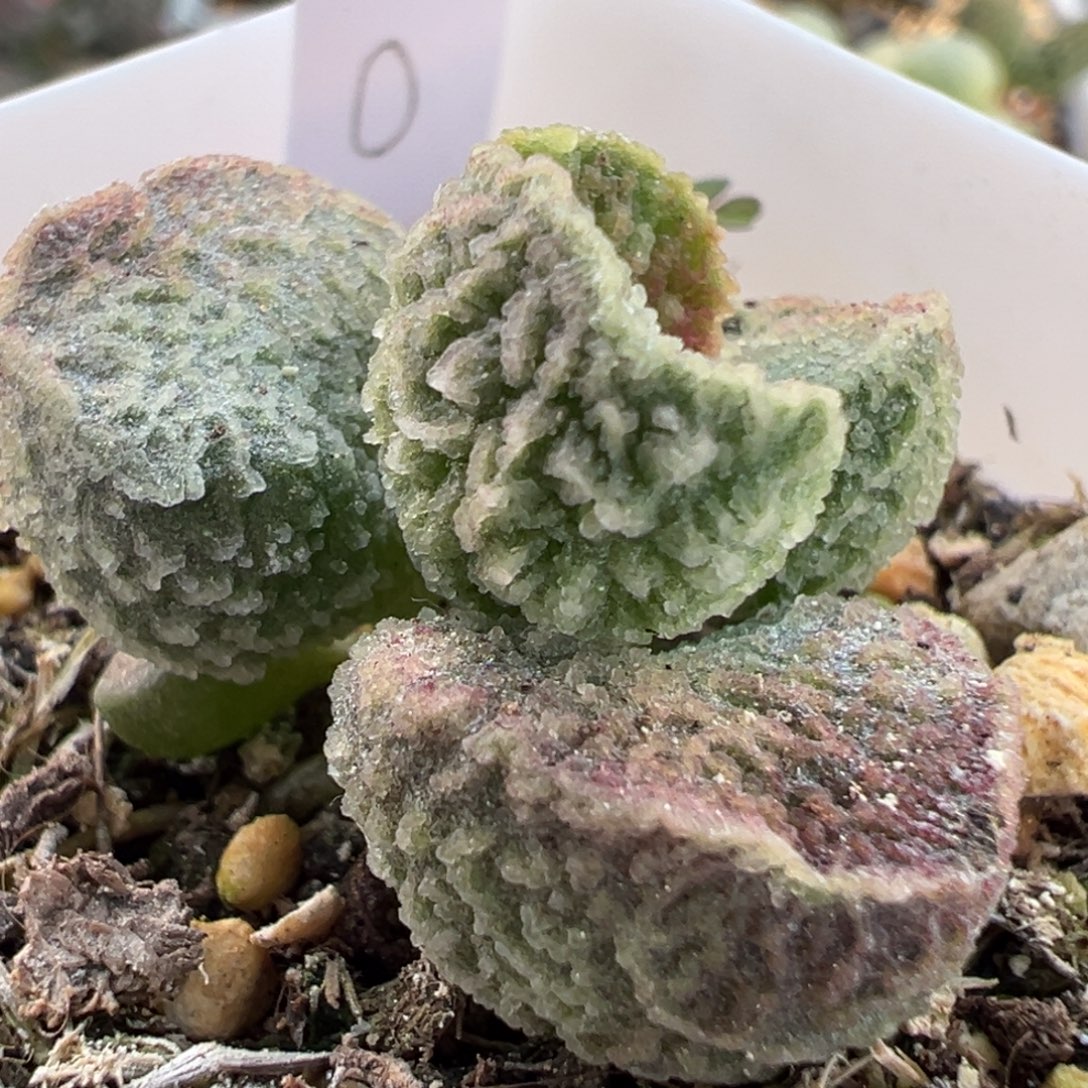 实生新品多肉植物水泡多肉植物