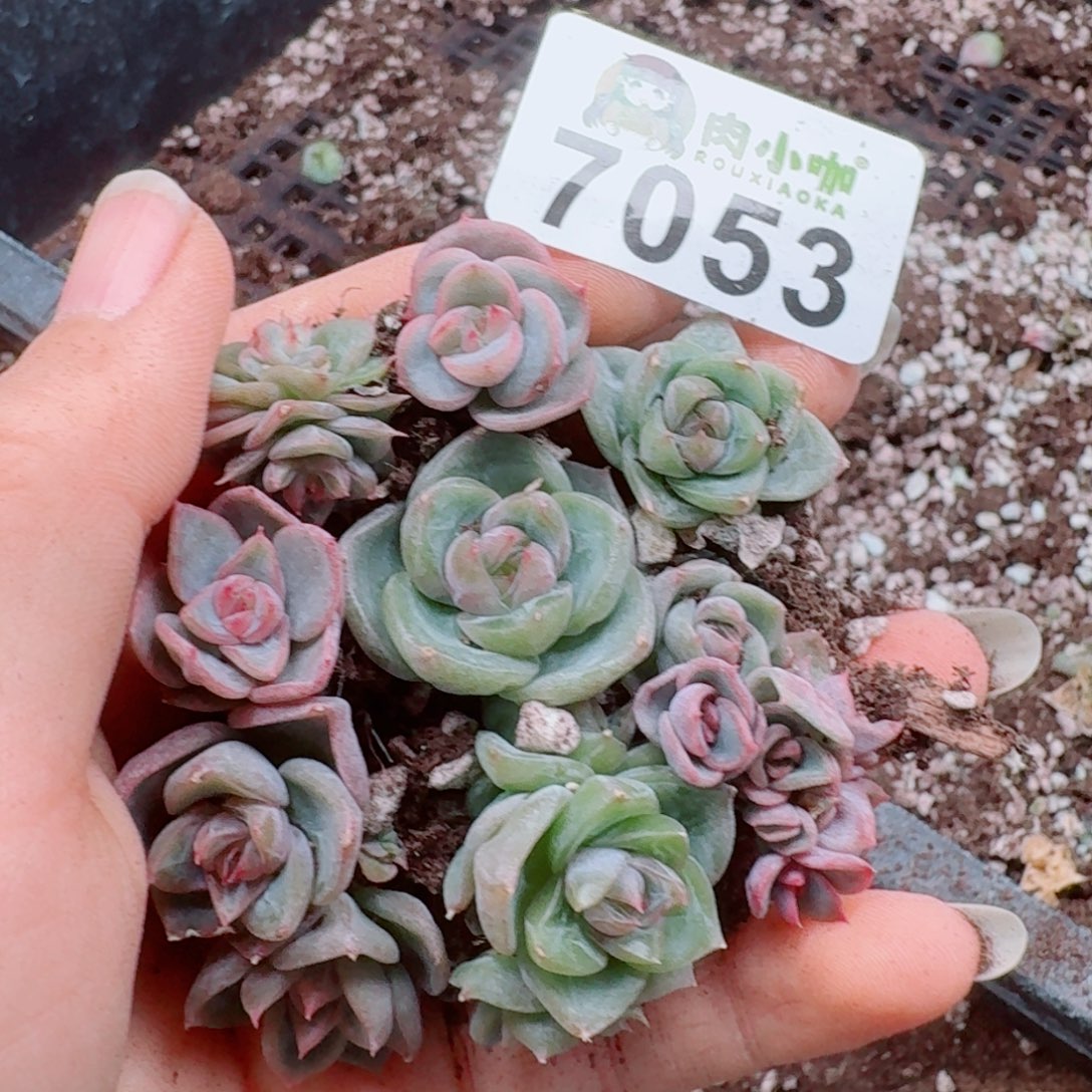 多肉植物多肉植物