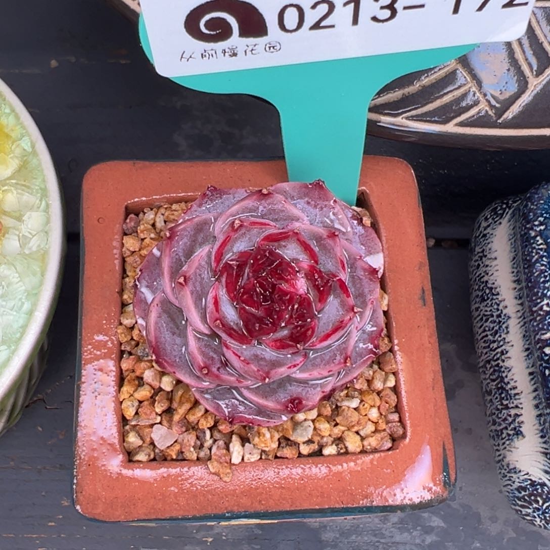 从前慢多肉精选编号0213.172