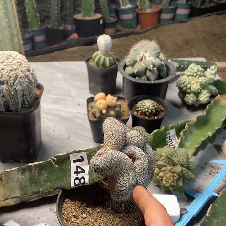 完全开放148直刺佩勒缀