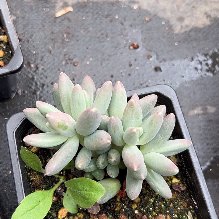 欧若拉美人特价美人