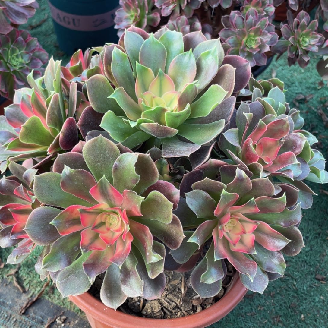 749香妃精品法师老桩