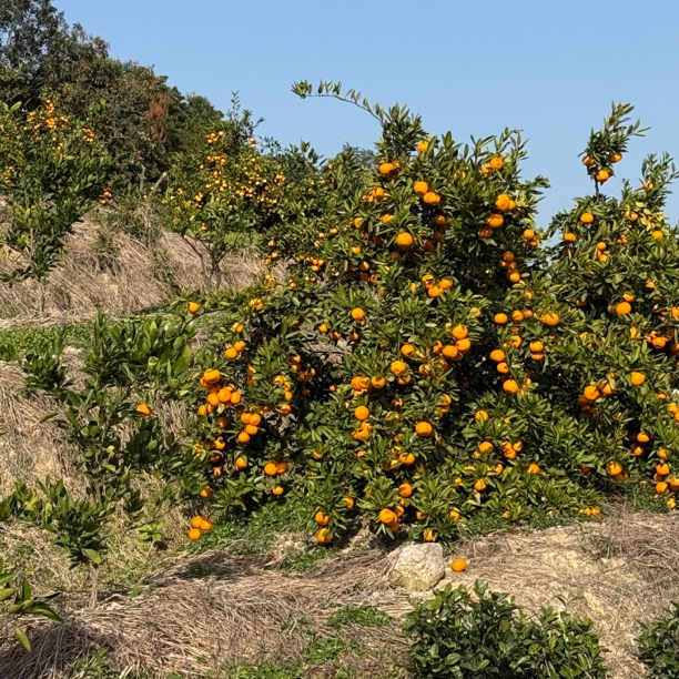 狗头涌泉蜜橘产地货橘子味更浓甜里带酸