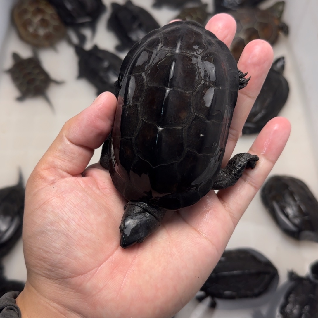 绿毛龟公苏北墨龟