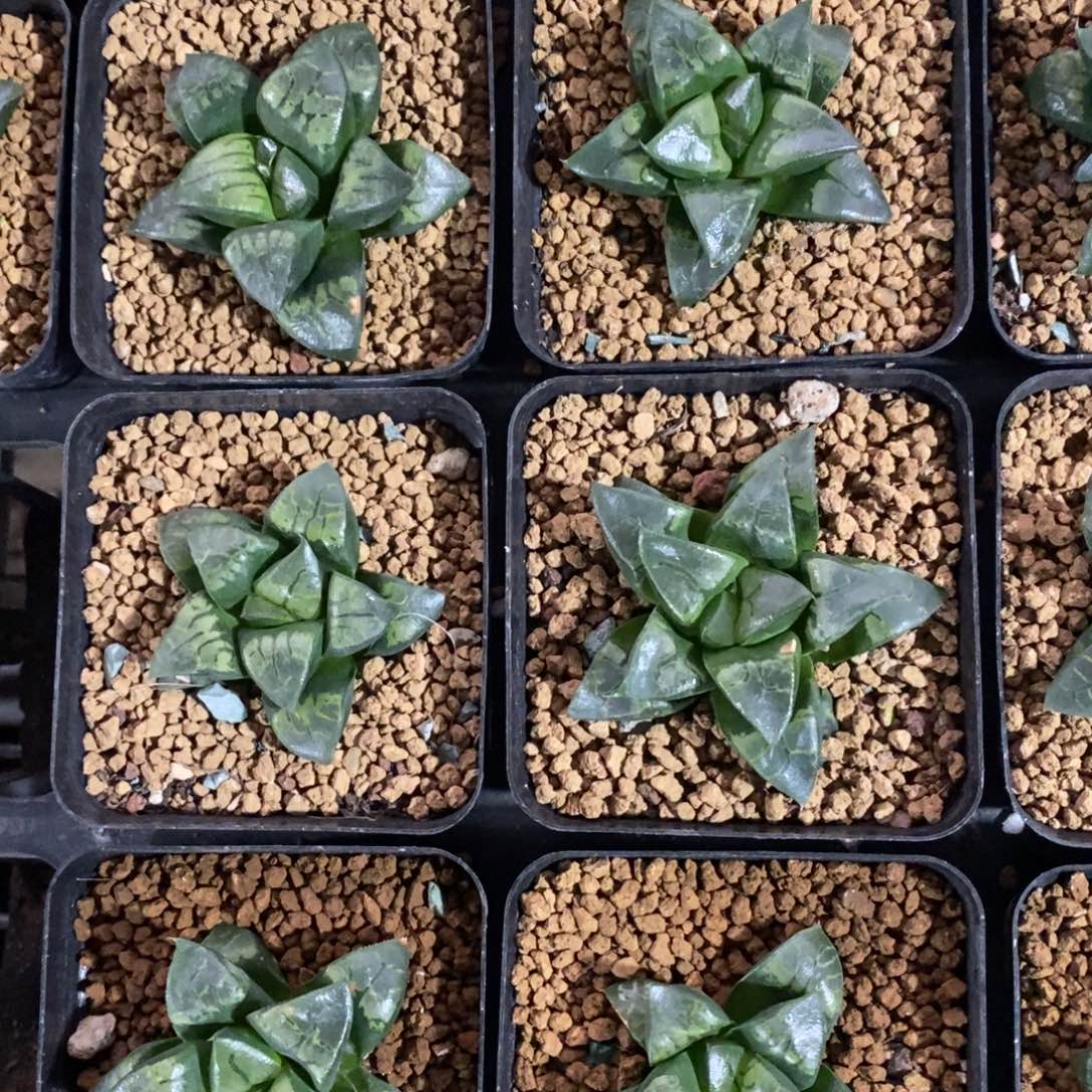 一颗假面实生 双12福利