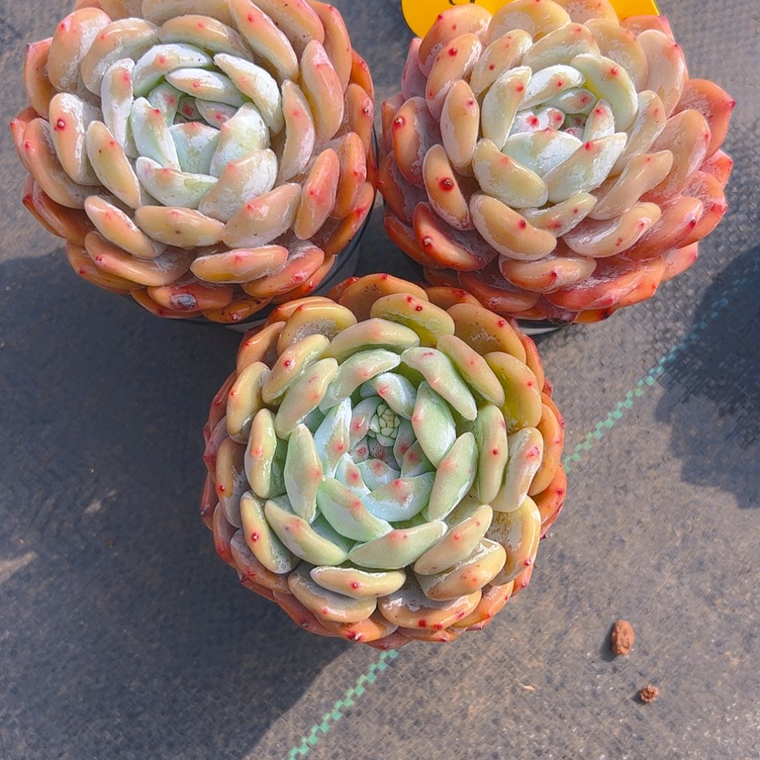 怡*三颗韩橙259号一物一拍