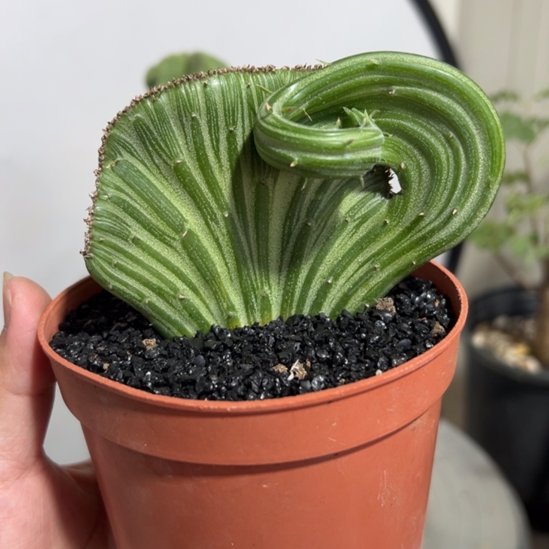 娇***长天龙缀化带盆1111111