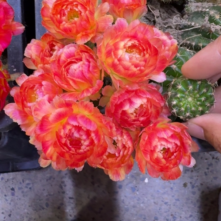 11丽花130歪3公分左右无根侧牙，20包邮