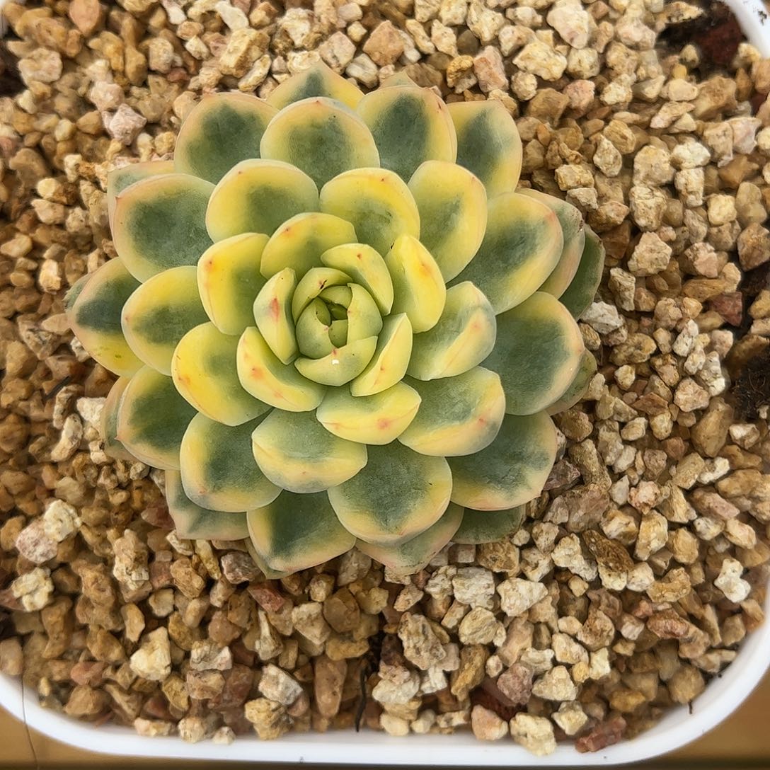 月橙锦 锦龙一物一拍