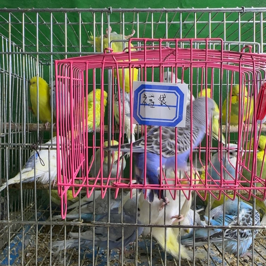 虎皮鹦鹉大头鹦鹉
