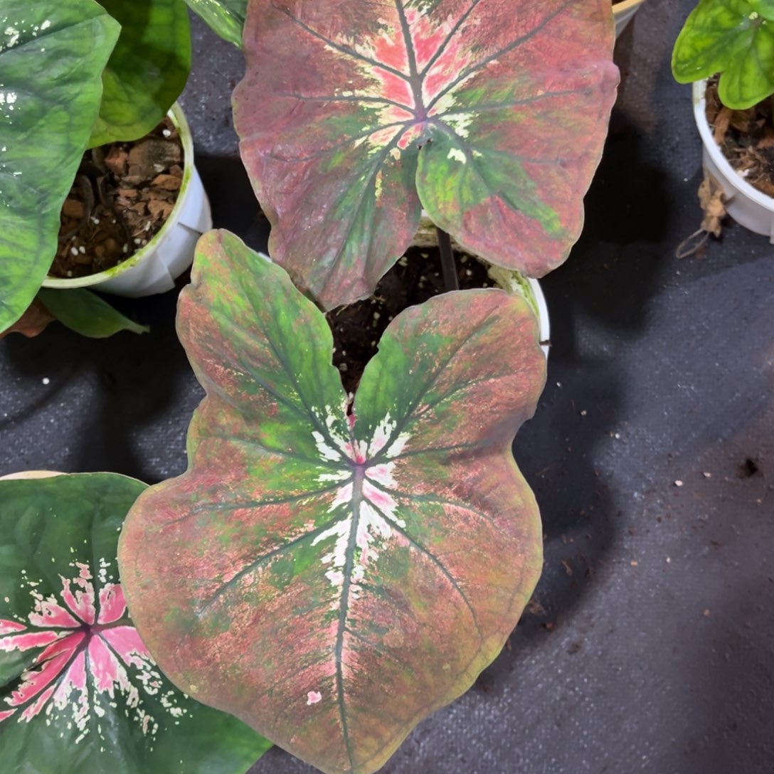 大部分开放少量花苞复古莫尼卡