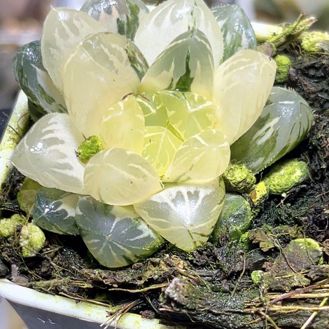 恭喜发财大吉大利1165