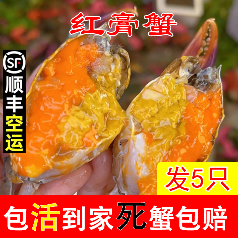 A【包活到家】发5只顺丰冷链青蟹母蟹红膏蟹红鲟2-3两/只包有膏有黄