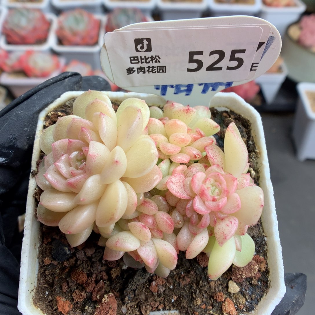 525 灯泡叶麦杆多肉