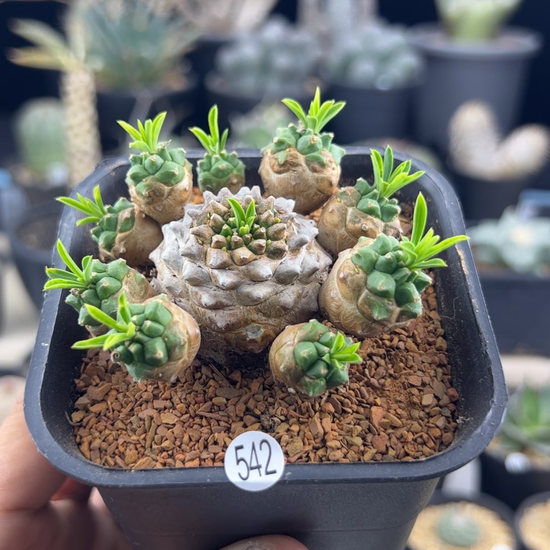 峨眉山大戟一物一拍