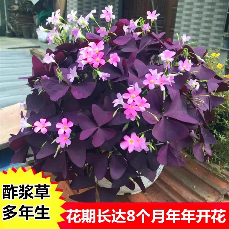 紫叶酢浆草紫蝴蝶庭院盆栽红花幸运草阳台四季花卉花苗多年生花镜