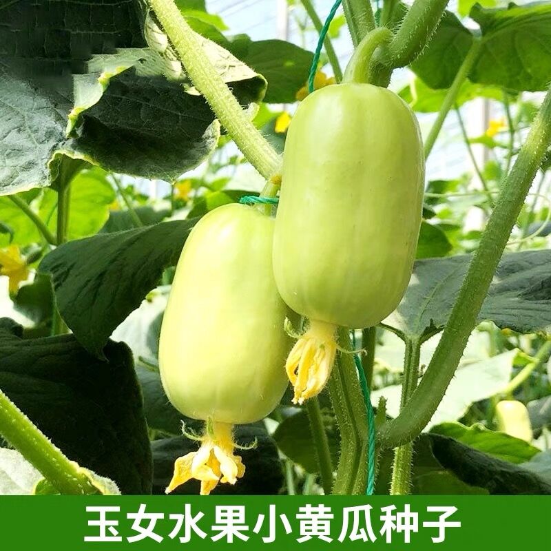 玉女水果黄瓜种子脆甜迷你小黄瓜种籽四季春阳台盆栽易种蔬菜种孑