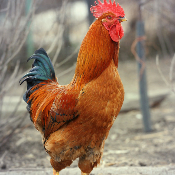 农村散养公鸡200天溜达鸡带内脏现杀【一物一拍】重量个头直播为准