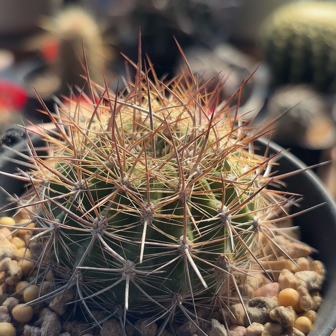 仙人球实生智利玉