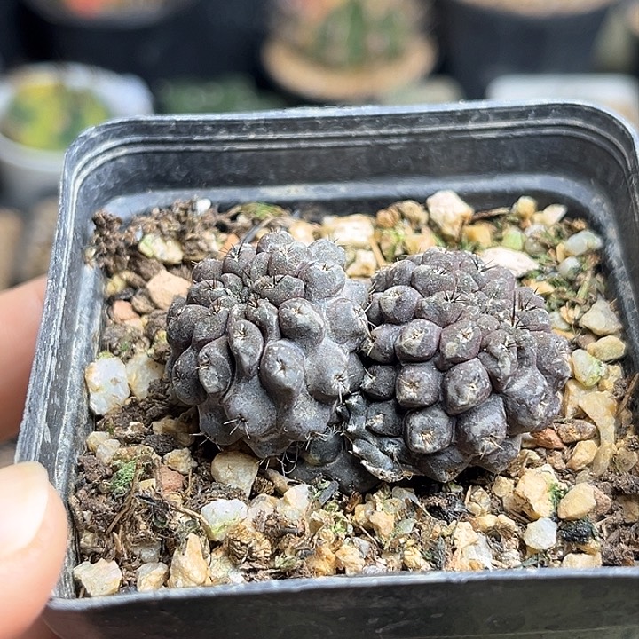 双头实生智利球一颗