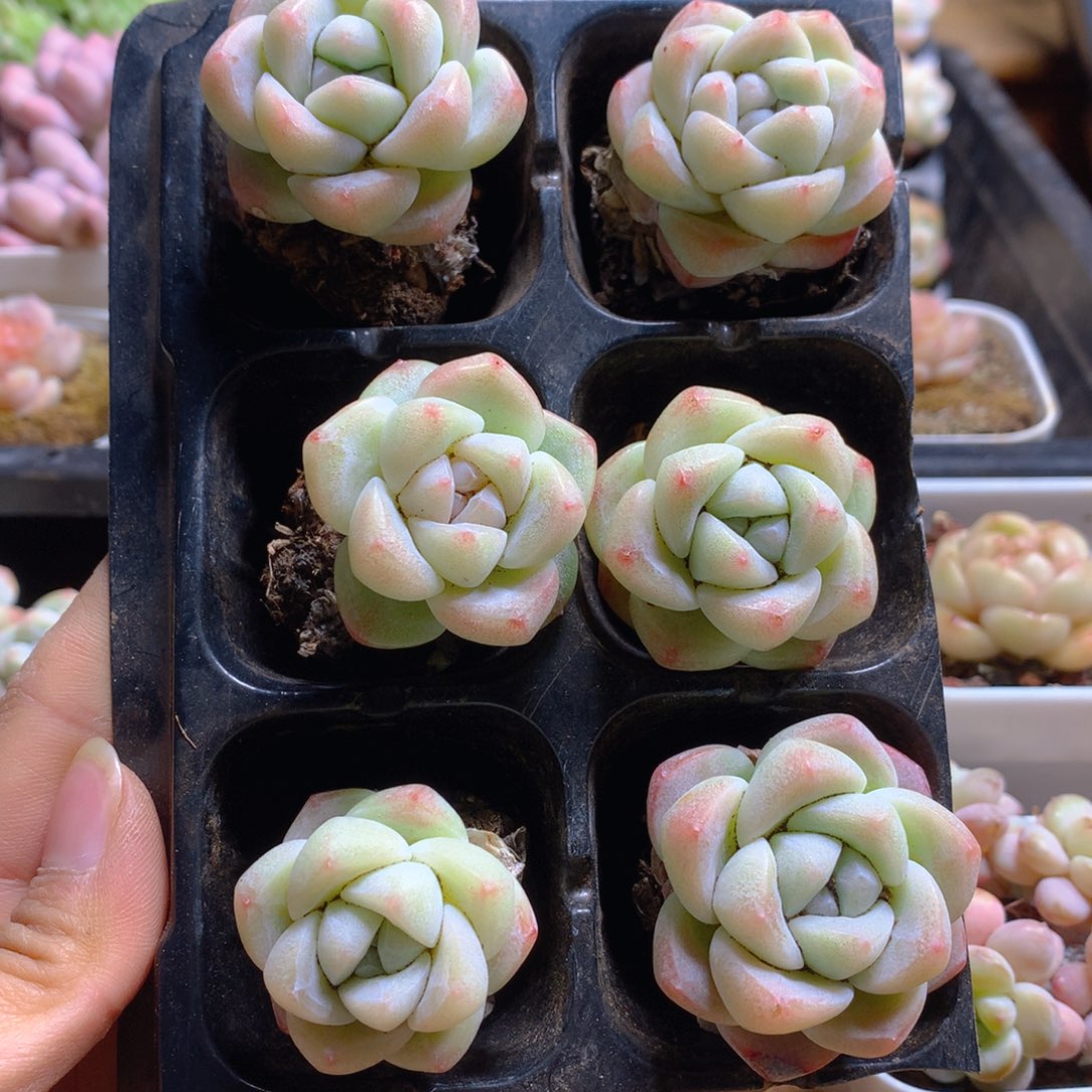 精品冰玉单头组合一物一拍