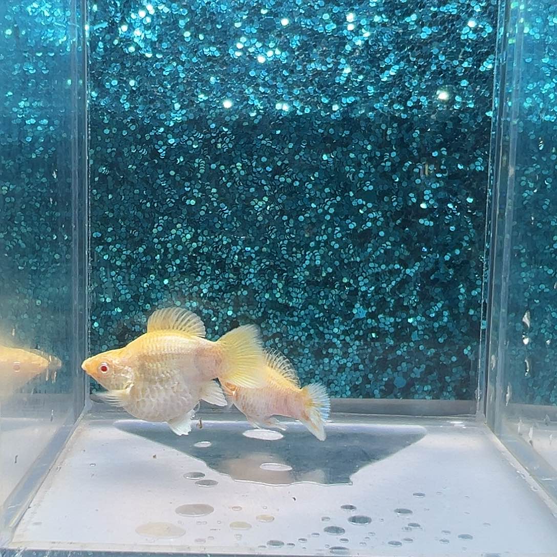 孔雀鱼金虎玛丽一对006