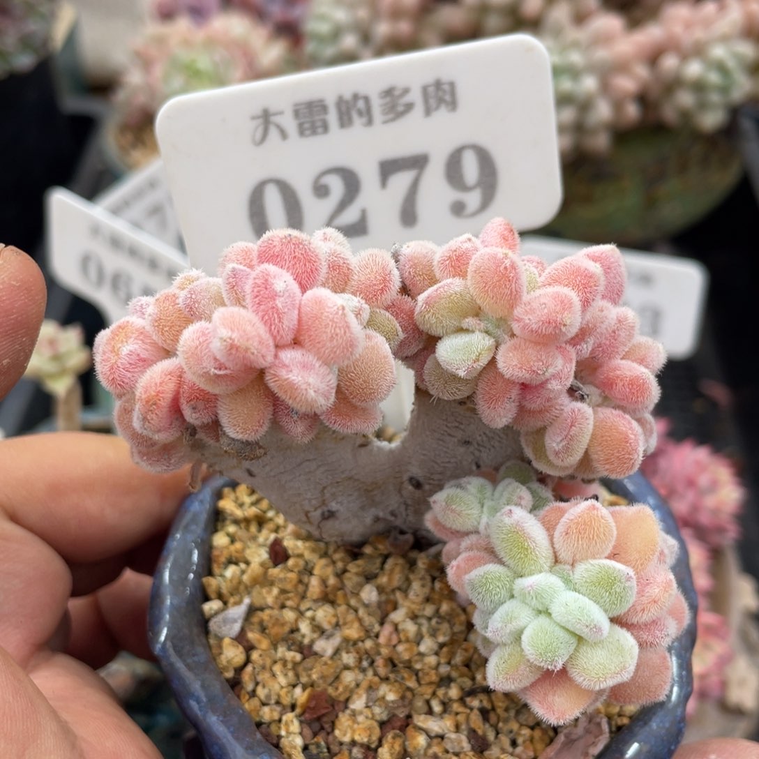 0279雪晃星不带盆8厘米