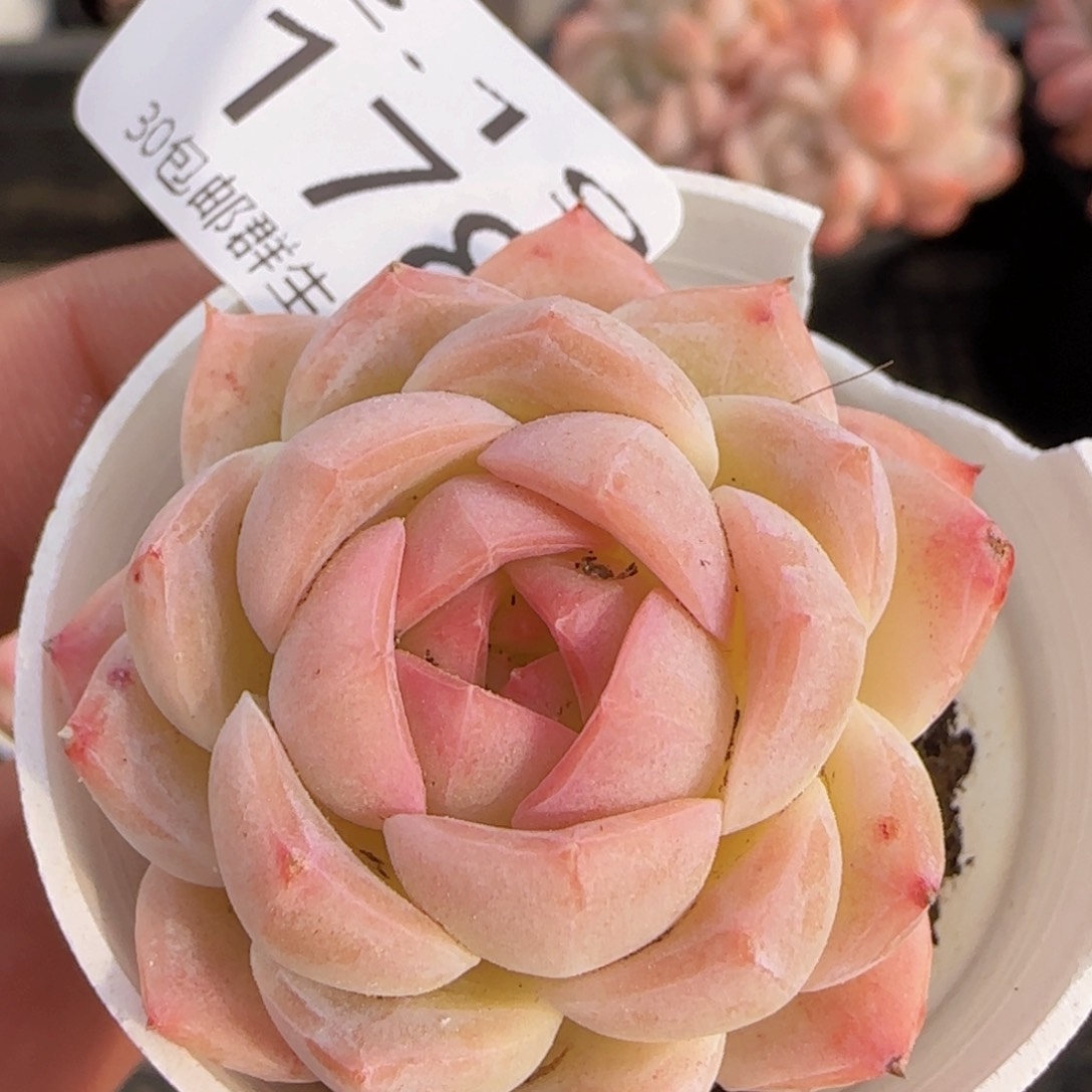 白桃汽水单头一颗脱土