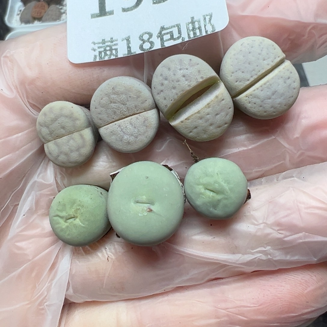 【闪购商品】195……