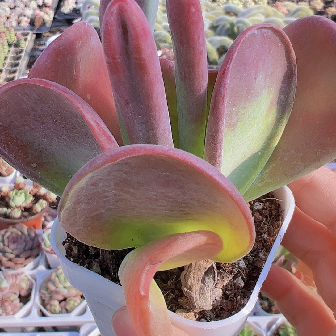 火狐狸19包邮多肉植物