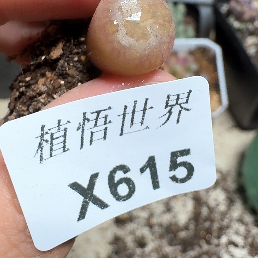 615盒多肉植物哇g g h